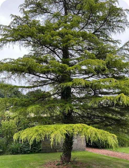 The Cottage, Walworth Demesne *